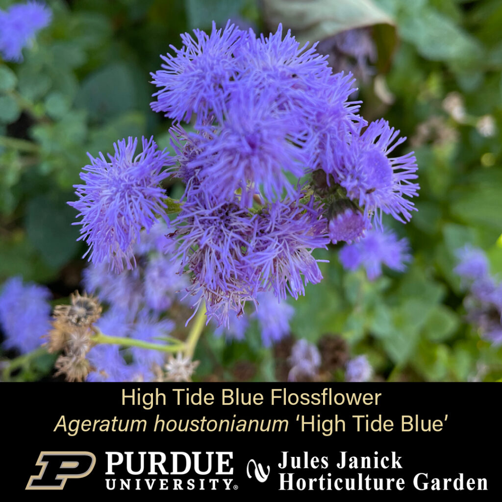 High Tide Blue Flossflower