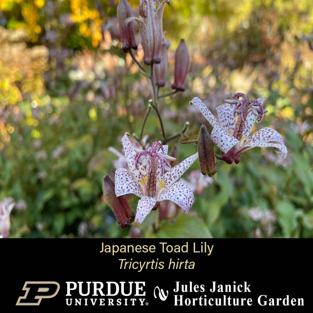 Japanese Toad Lily, thin stems with multiple small flowers and buds. The flowers are white with purple speckles, and have pistils.