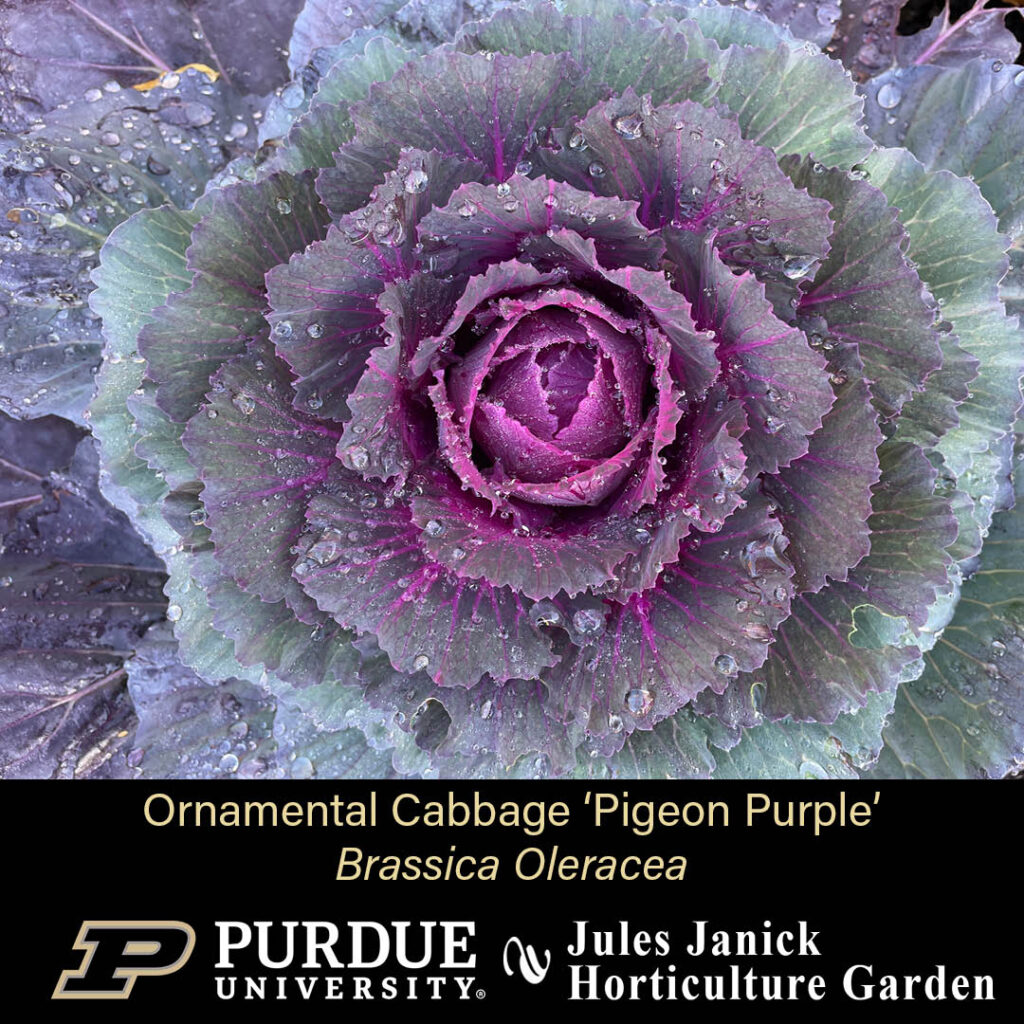 Ornamental Cabbage 'Pigeon Purple', an ornamental cabbage with greenish-purplish leaves in the outer edges which becomes a more vibrant purple in the center of the plant.