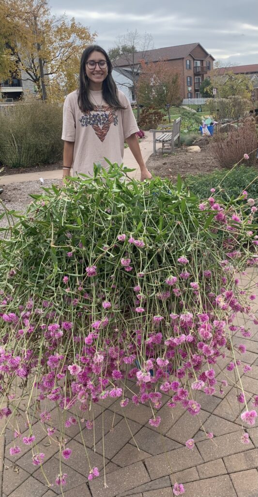 Madeline Terrones hauling away gomphrena to make room for spring bulb planting.