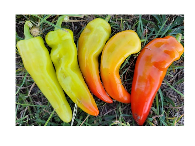 Five peppers placed on the ground