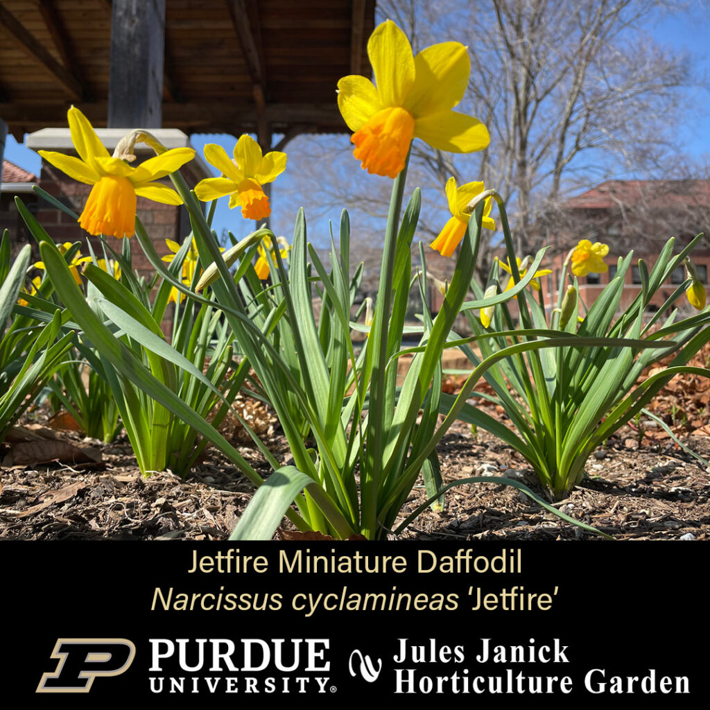 Photo of several Jetfire Miniature Daffodils in the garden.