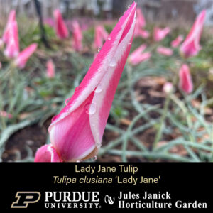 Lady Jane Tulip, a tulip with a very long and thin pink bloom.
