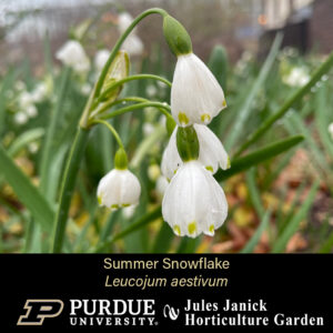 Summer Snowflake, a white flower that hangs down.
