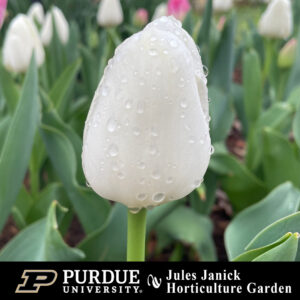 Closeup of white tulip with water drops from earlier rain.