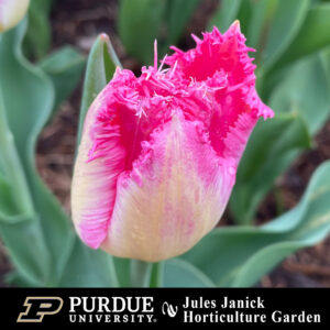 Closeup of a pink tulip.