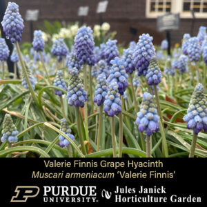Valerie Finnis Grape Hyacinth, a flower with multiple tiny purple buds.