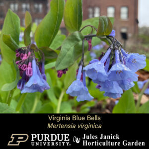 Virginia Blue Bells, purplish-blue flowers that are handing down.