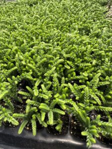 Trays of rattail crassula