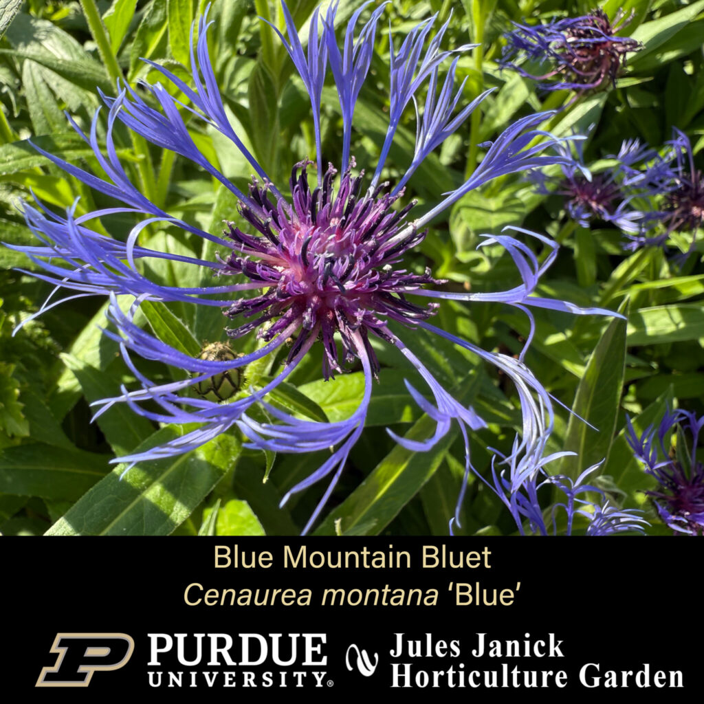 Blue Mountain Bluet