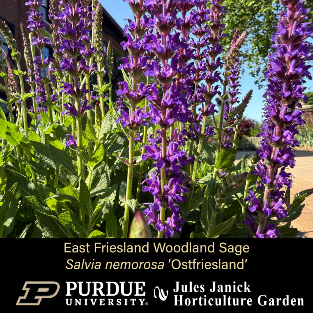 East Friesland Woodland Sage