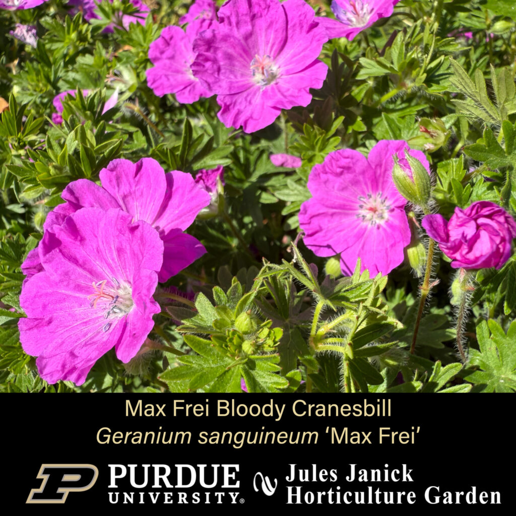 Max Frei Bloody Cranesbill
