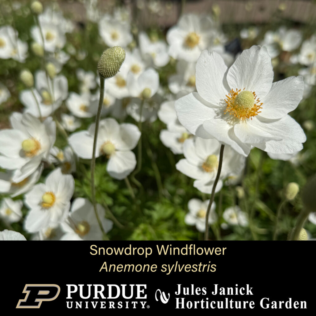 Snowdrop Windflower