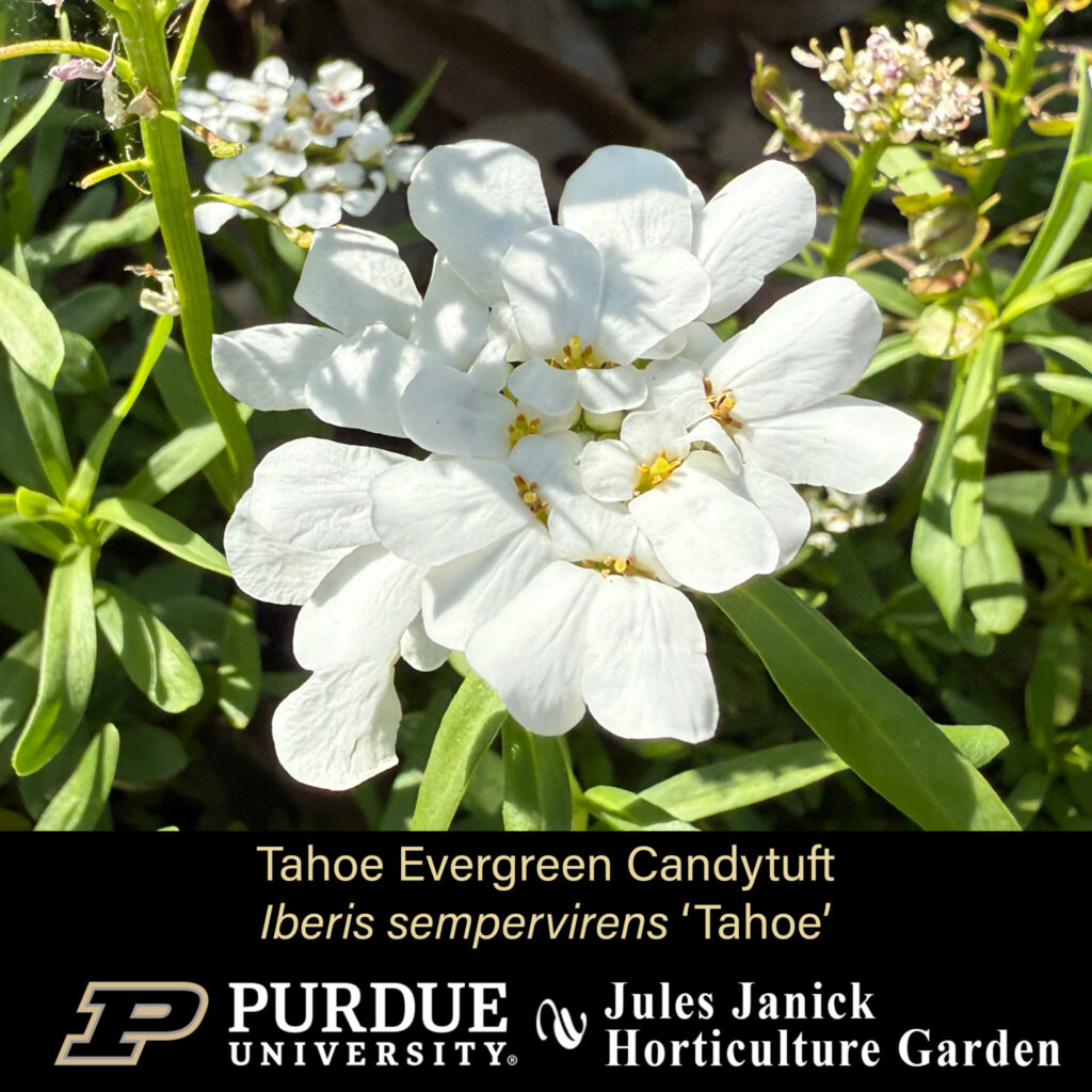 Tahoe Evergreen Candytuft
