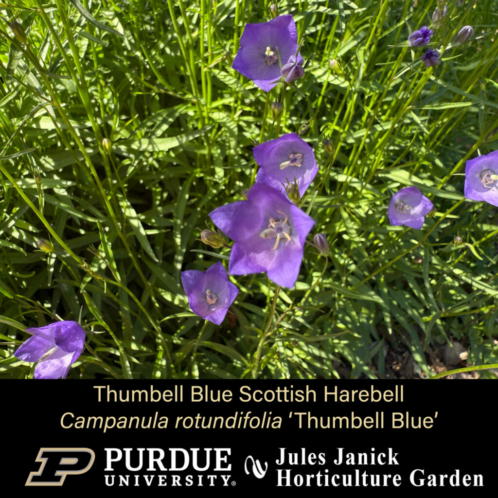 Thumbell Blue Scottish Harebell