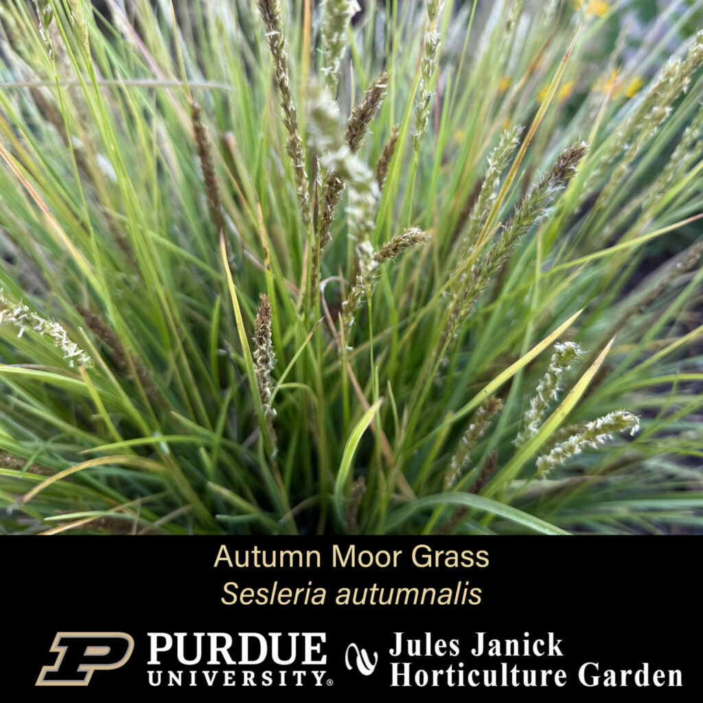 Autumn Moor Grass