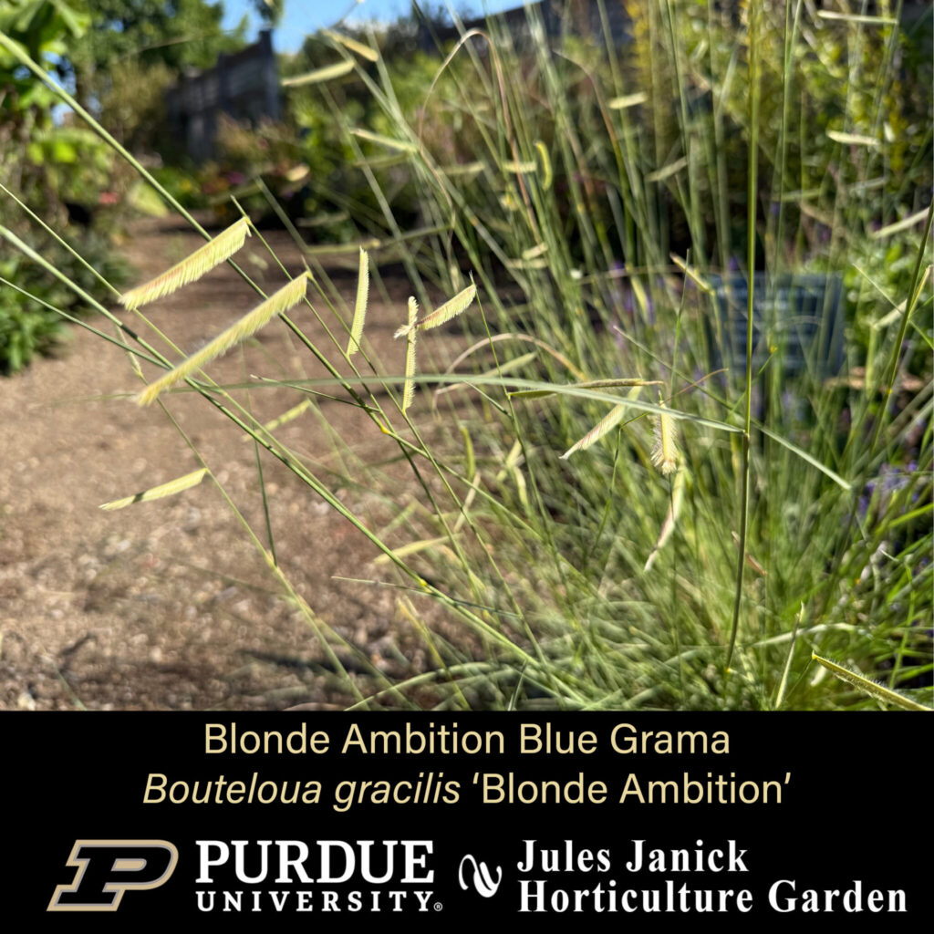 Blonde Ambition Blue Grama
