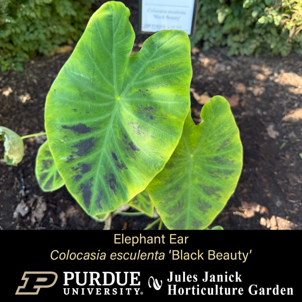 Elephant Ear