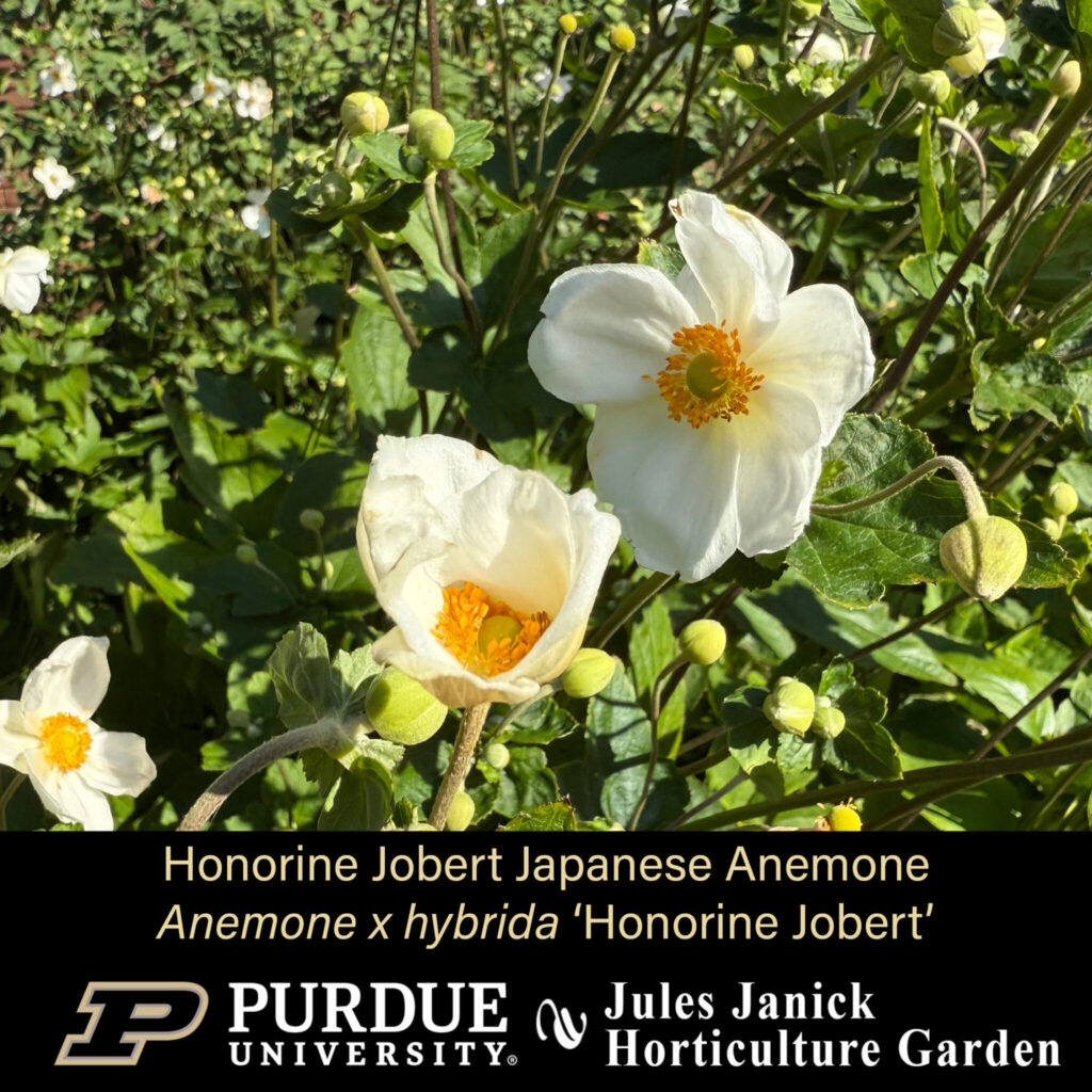Honorine Jobert Japanese Anemone