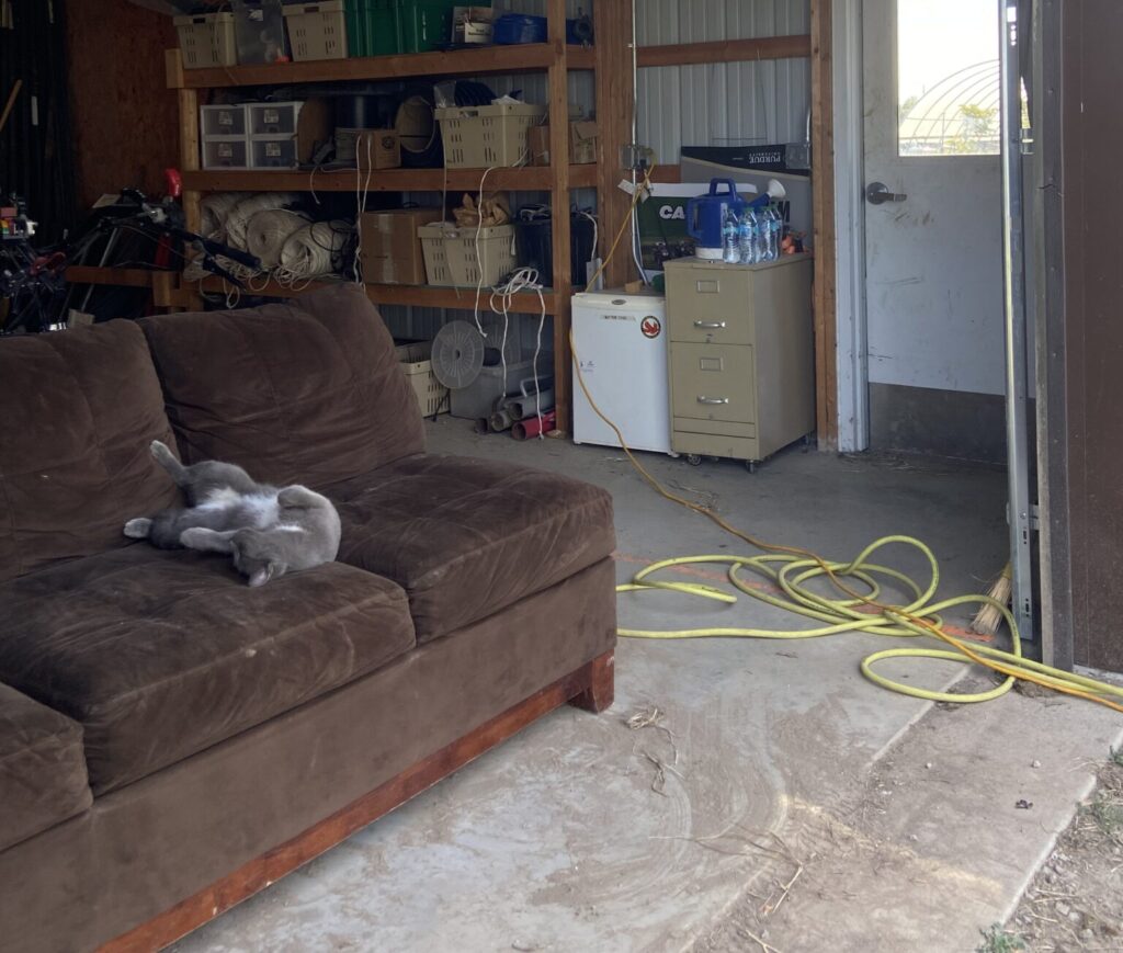 Cat on couch in student farm barn.