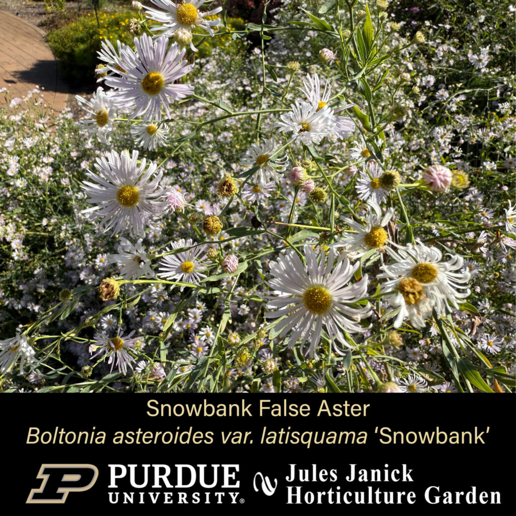Snowbank False Aster