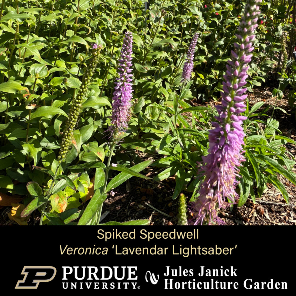 Spike Speedwell