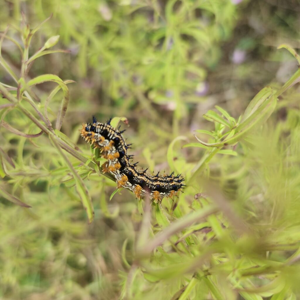 Caterpillar on plant.