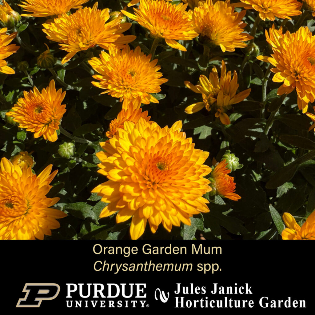 Orange Garden Mum
