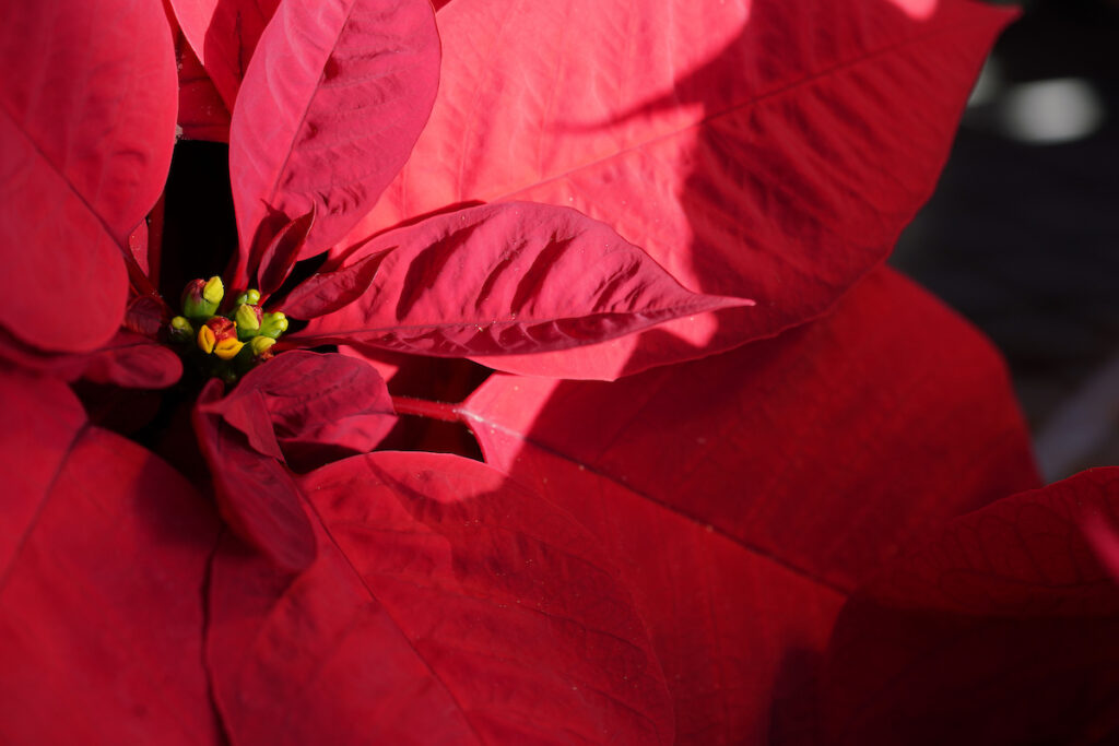 Poinsettia closeup