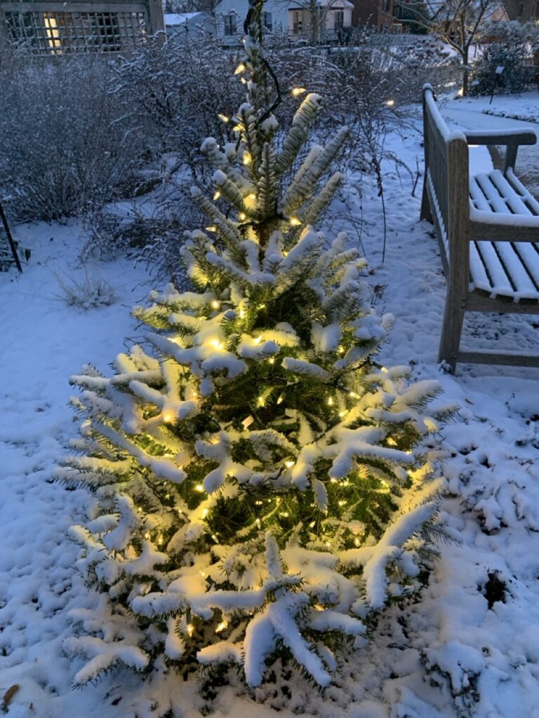 Lighted evergreen tree with snow