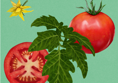 テンダーロインtomatoページ Dr. Lori Hoagland Collaborated to Create Tomato Zine | Purdue