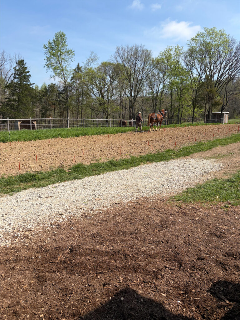 Draft horse team prepares a garden bed in a field during the Fundamentals of Farming with Draft Horses workshop.
