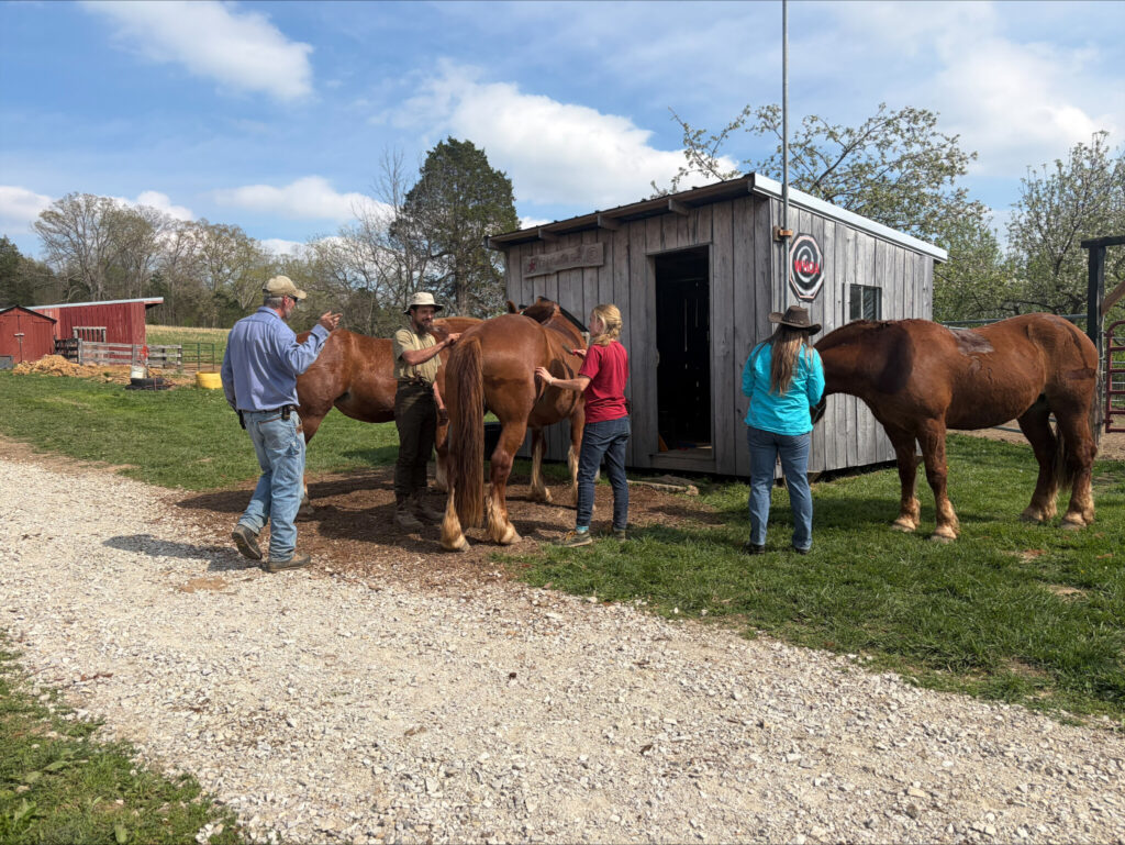 Participants work with draft horses near a farm shed during Moriah Bilenky’s Fundamentals of Farming with Draft Horses workshop.