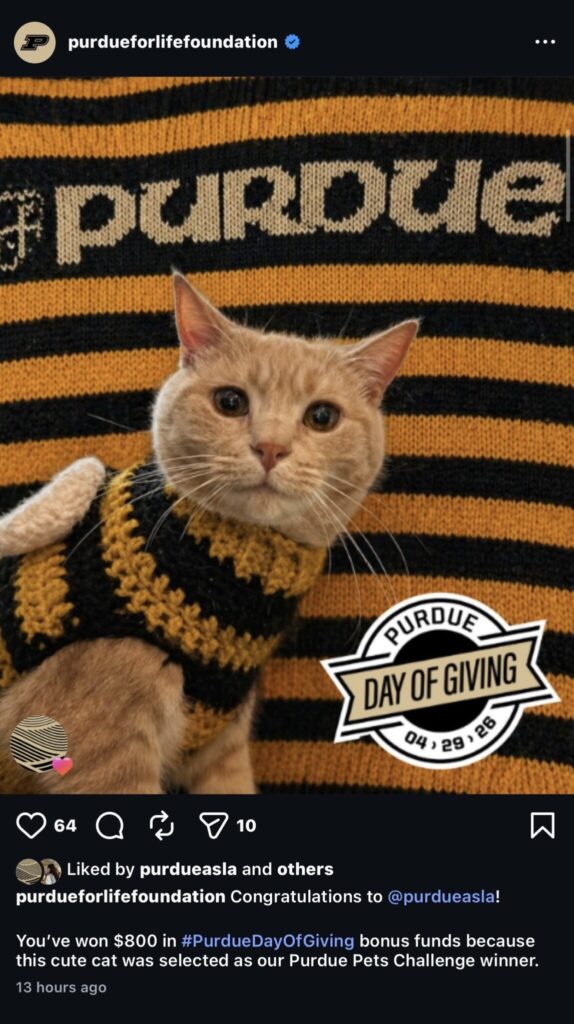 Cat wearing a black and gold striped sweater sits in front of a Purdue-themed backdrop in a Purdue Day of Giving social media post announcing a pet challenge win.