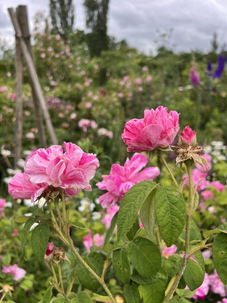 Close-up of bright pink roses in bloom at Sissinghurst garden with a softly blurred garden background.
