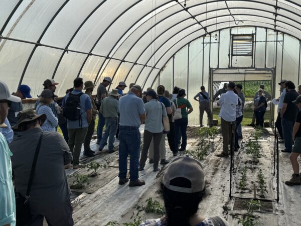 Participants listen to a presentation inside a high tunnel featuring vegetable crop research plots.