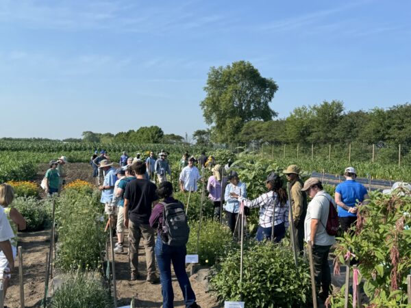 Field day attendees tour cut flower research plots and observe flowering plants in the field.
