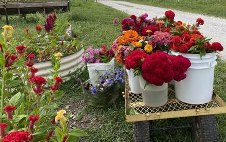 Buckets of freshly cut flowers in shades of red, pink, orange, and purple sit on a wagon beside a flower garden bed.