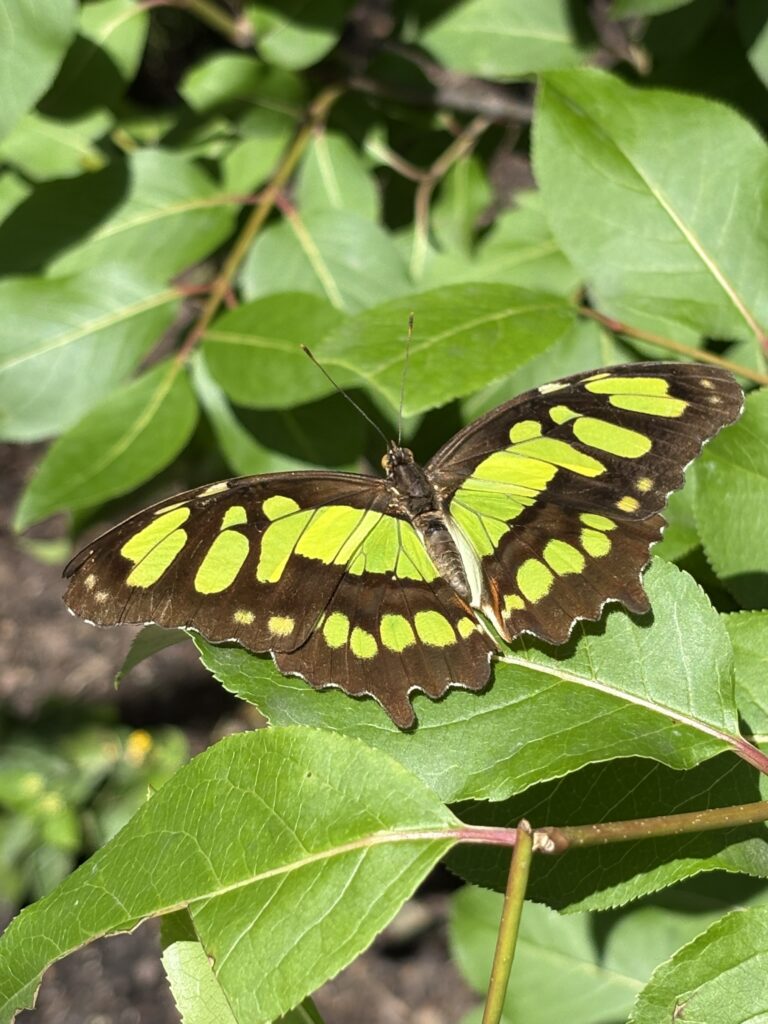 Malachite butterfly with bright green and dark brown patterned wings resting on green foliage.