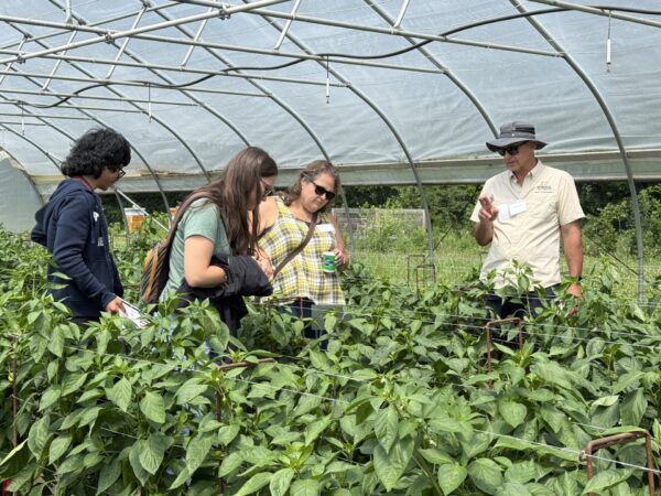 Visitors tour pepper research plots inside a high tunnel while discussing crop production practices.