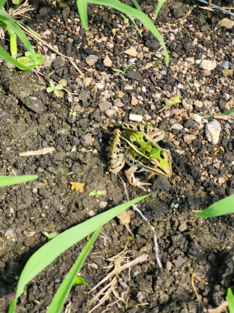 Green-and-brown leopard frog resting on soil among small plants and grass blades.