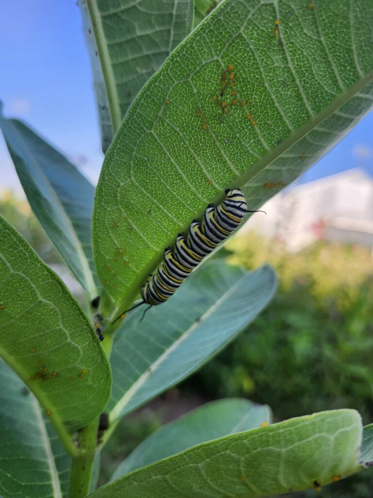 Monarch caterpillar feeding on the underside of a milkweed leaf, with clusters of aphids nearby.