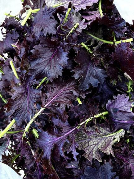 Close-up of freshly harvested purple mustard greens with dark purple leaves and trimmed stems.