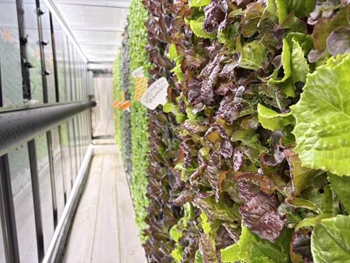 Rows of green and red leaf lettuce growing vertically inside a controlled-environment agriculture system, with crops stacked along an indoor growing aisle.