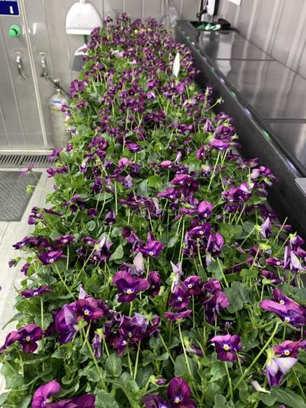 Trays of purple flowering plants growing inside a controlled-environment production facility.
