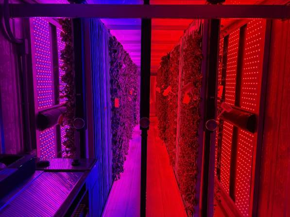 Interior view of a vertical farming system illuminated by red and blue LED lights used for indoor crop production.