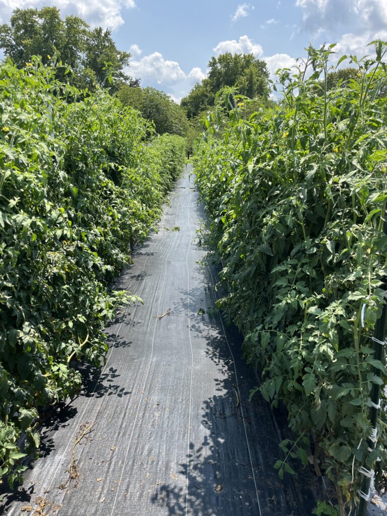 Tall tomato plants grow in neatly maintained rows covered with black landscape fabric in an outdoor production field.