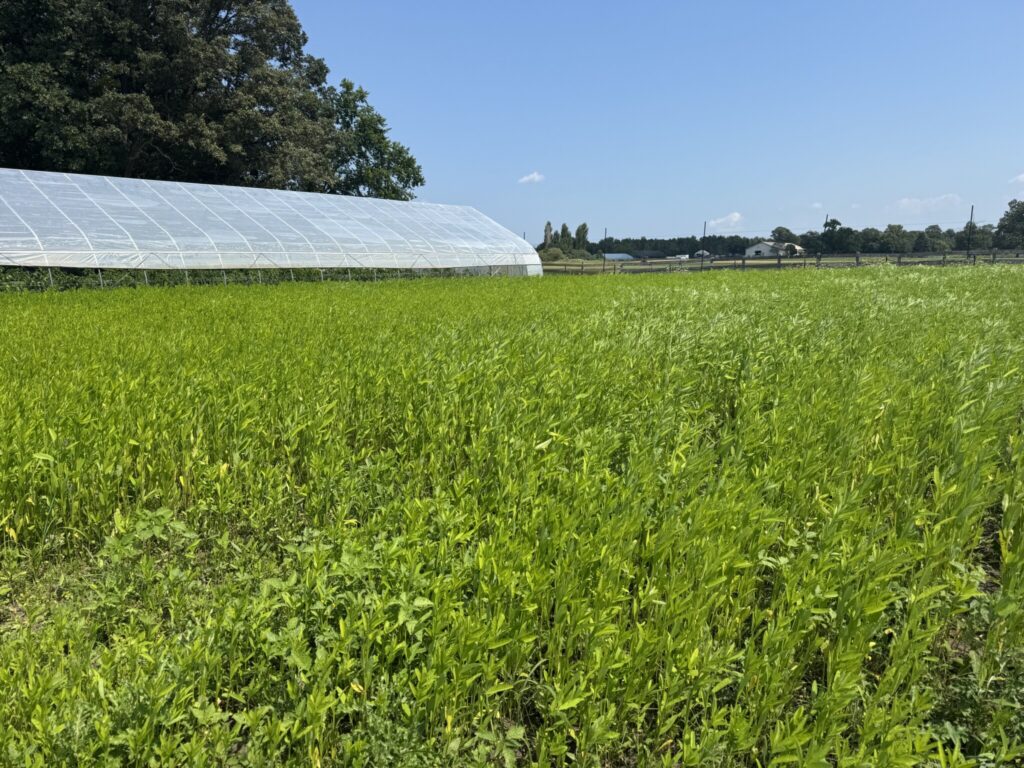 Dense stand of sun hemp cover crop growing beside a high tunnel at a research farm under a clear blue sky.