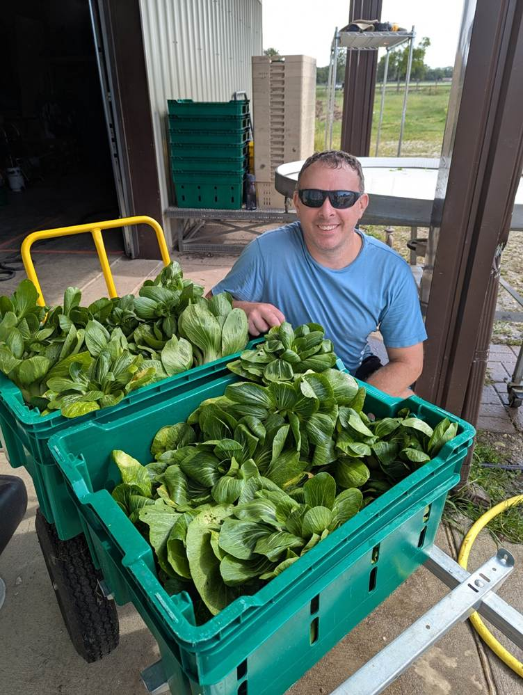 A person kneels beside large green crates filled with freshly harvested bok choy outside an agricultural building.