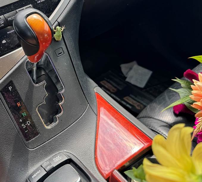 A small green tree frog clings to the center console near the gear shift inside a vehicle, with flowers visible nearby.